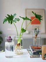 Nordic succulent avocado hyacinth separated glass vase with green rose living room ornaments flowerpot