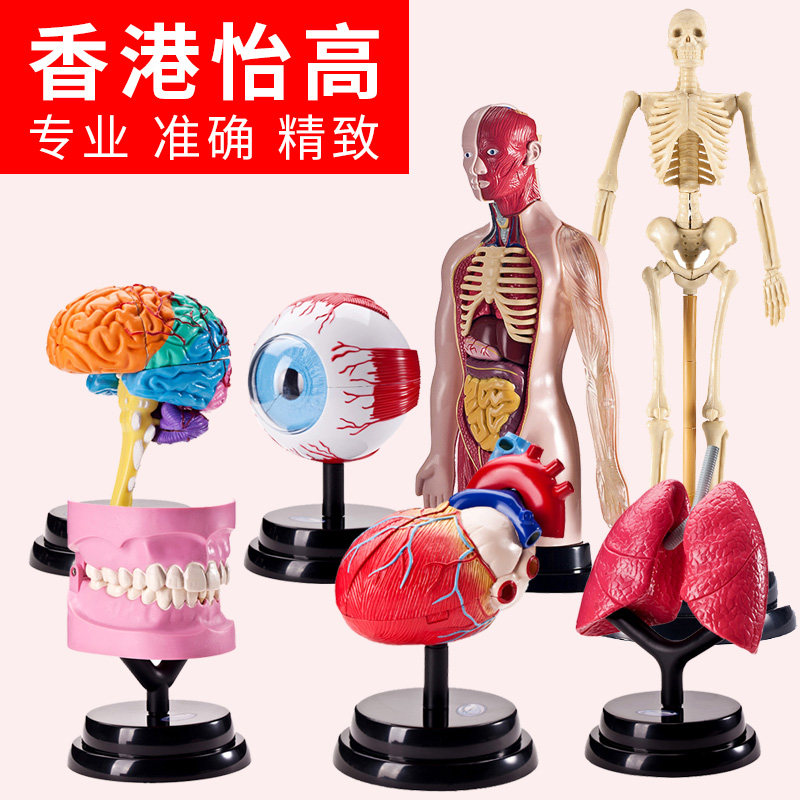 Human anatomy model skeleton torso heart brain teeth lung detachable assembled medical model children's toys