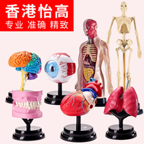 Human Anatomical Model Bones of the Lancet Heart Brain Tooth Lung Detachable Assembled Medical Model Childrens Toys