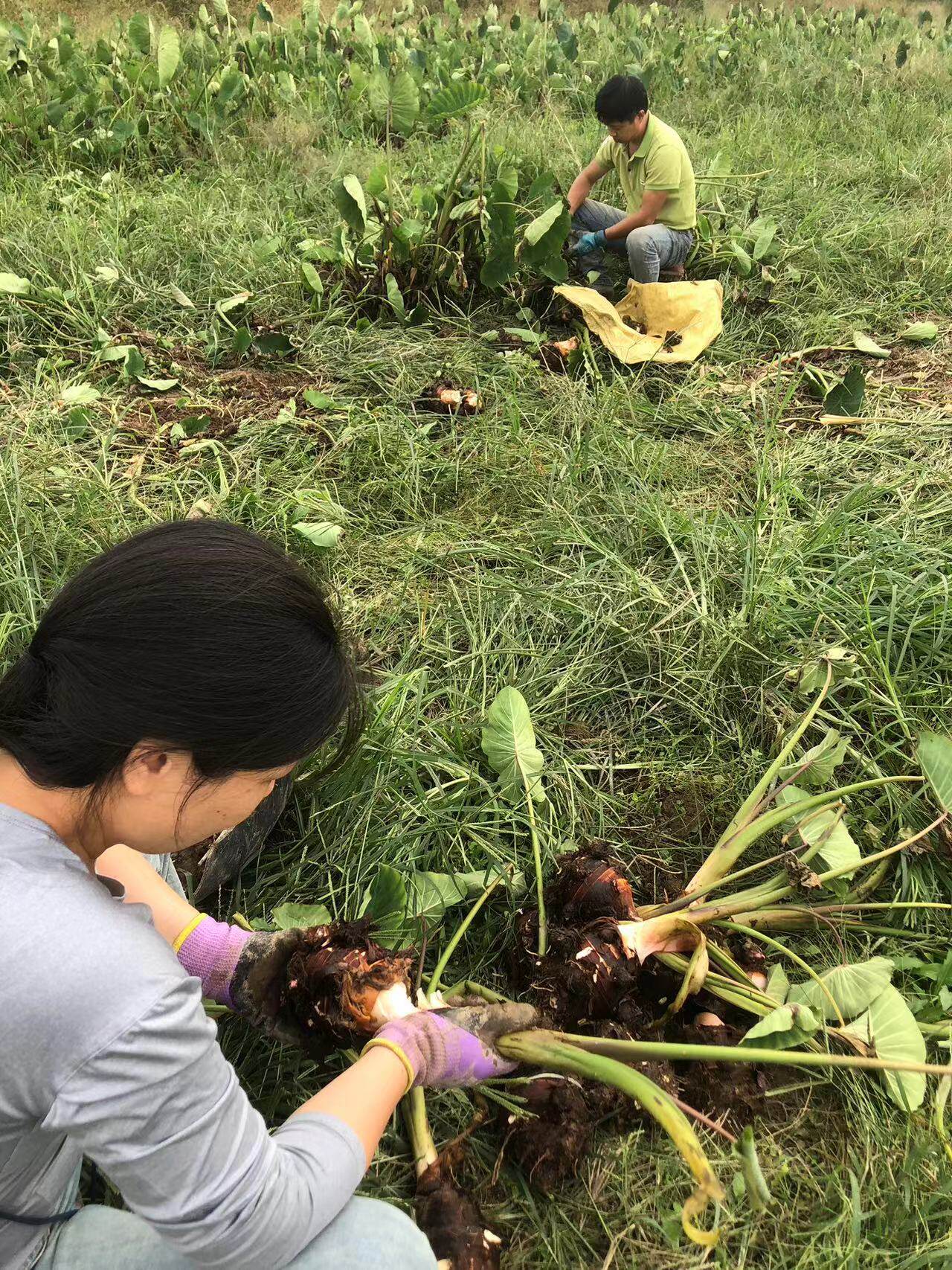 奉化朋悦农场特产经营部