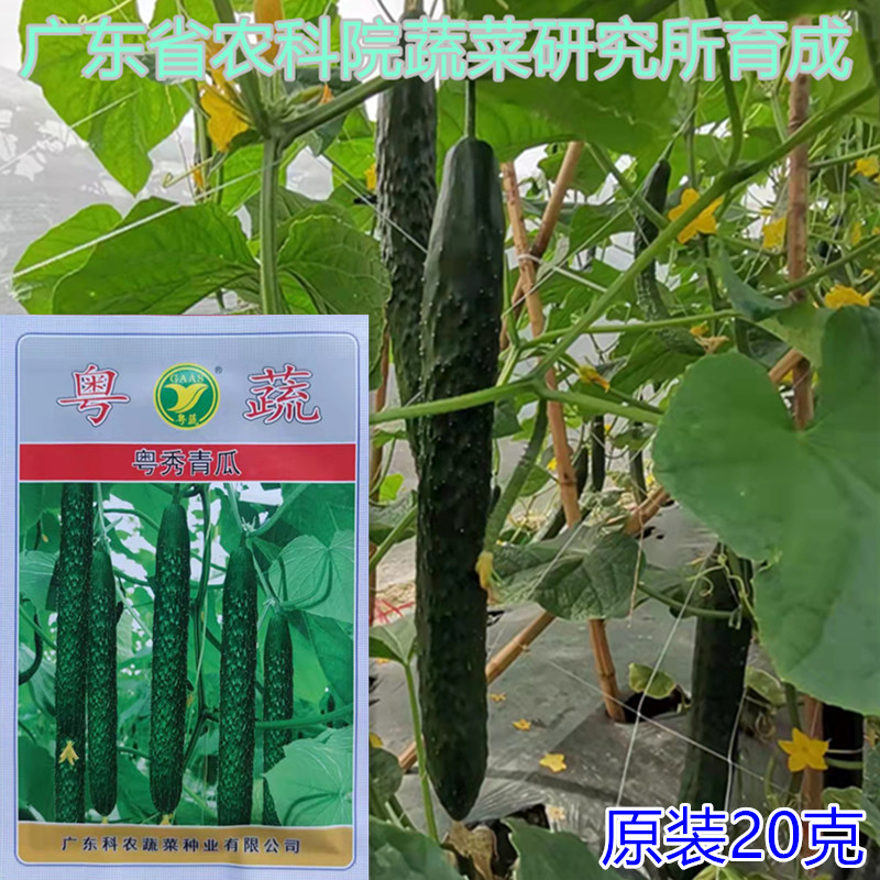Datian planting the CASS Cantonese Show Qingmelon seed 20 gr Cornon seed Industry Cantonese Vegetable Tingling Green Melon Seed Vegetables