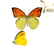 Butterfly red-winged crane-top pink butterfly Hebomoia leucippe daemonis true butterfly specimens