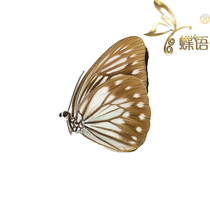 Butterfly Valeria tritaea tritaea true butterfly specimens