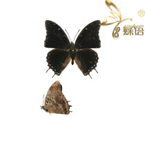 Butterfly Nymphalidae Specimens Charaxes cedreatus Color Claw Nymphalidae True Butterfly Specimens