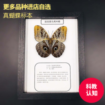 Butterfly imported butterfly specimen decorative painting Three-dimensional frame simple real butterfly students cognitive science popular