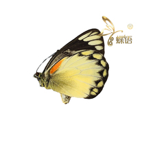 Pierias belisama nakula Burley spotted Pieris true butterfly specimen