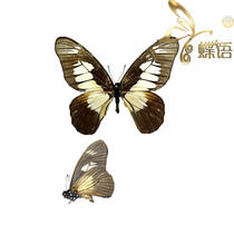 Butterfly swallowtail specimen Graphium odin schubotzi sword spot green Phoenix butterfly specimen