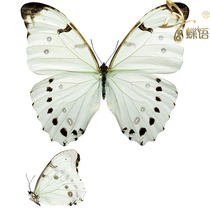 Butterfly butterfly specimen butterfly Morpho luna big white butterfly