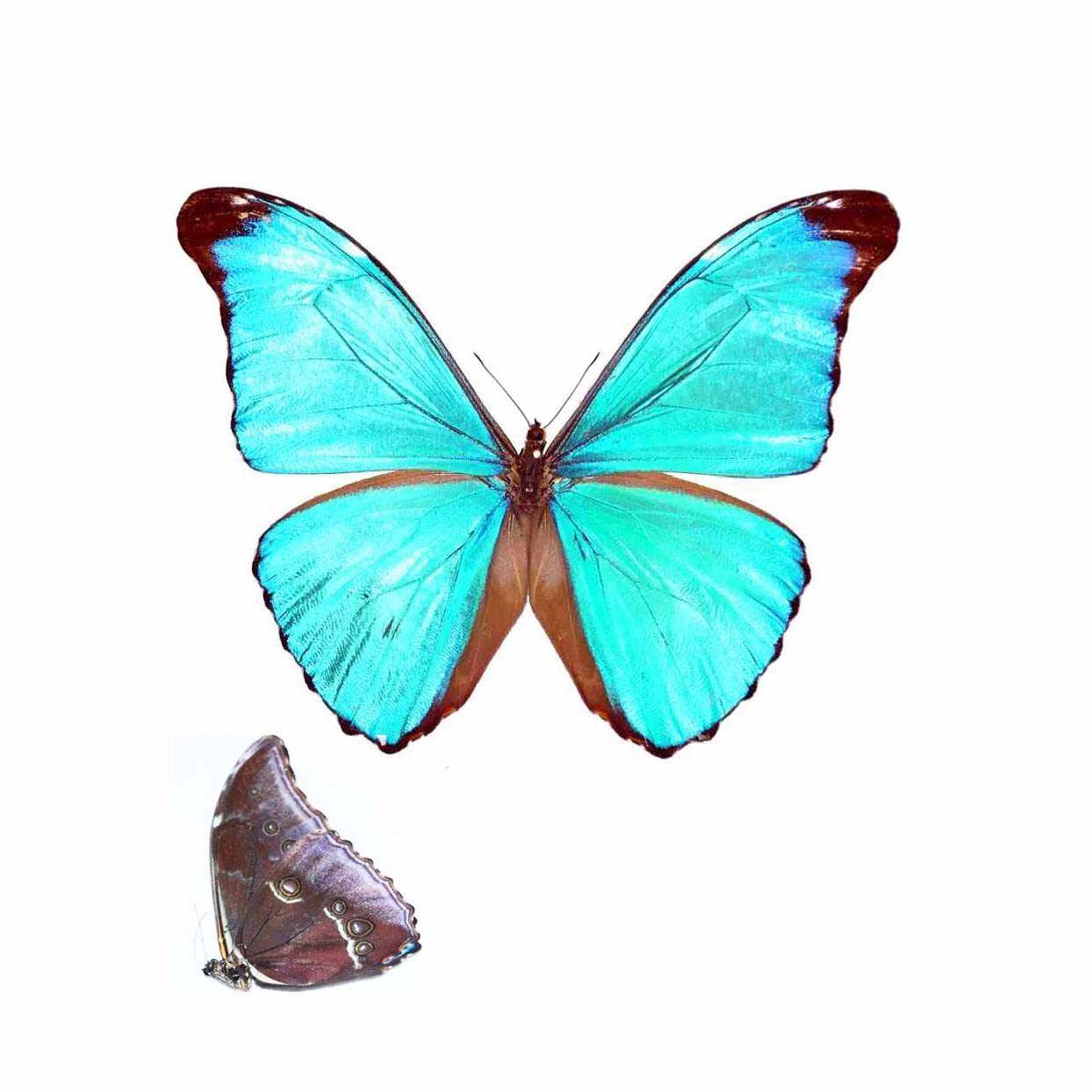 Butterfly green ghost flash butterfly morph absoloni flash butterfly specimen true butterfly