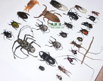 Treatment Price 24 kinds of A2 quality Wet insect Beetle Beetle Beetle grasshopper grasshopper Locust cicada ladybug insect artificial breeding