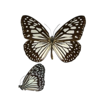 Specimens of butterfly specimens Ideopsis juventa manillana
