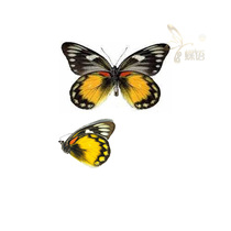 Butterfly butterfly specimen Delias zebuda zebuda Zebu spotted Pieris true butterfly specimen