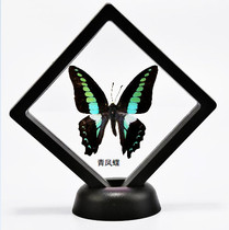 Butterfly language: green papilio true butterfly specimen decoration decoration DIY material student science education biological specimen