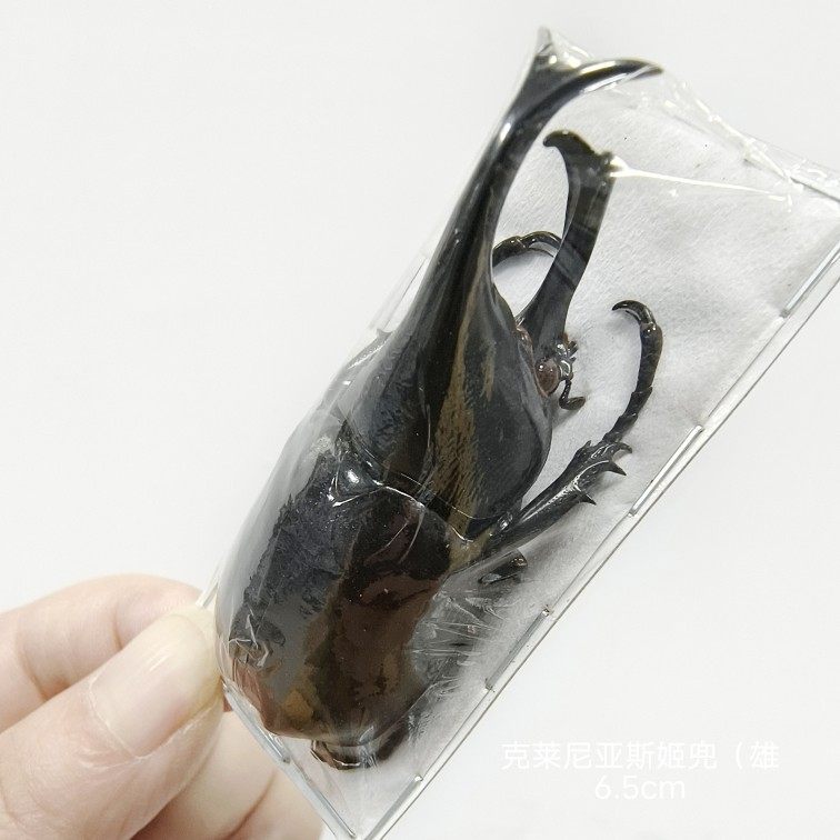 洛奎尼姬兜Xylotrupes lorquini：神秘的干制原虫标本，带你揭秘昆虫世界的奇观！-甲虫-淘宝百科网