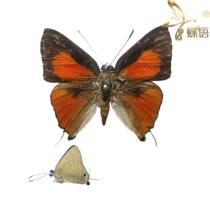 The specimen of Deudorix epijarbas of the white butterfly the specimen of the true butterfly of the butterfly