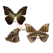 Butterfly butterfly specimen Morpho hercules diadema sea broad butterfly specimen