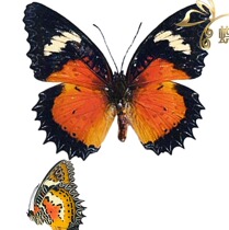 Butterfly Nymphalidae Standard This Cethosia hypsea hypsina Flower Skirt Saw Nymphalidae True Butterfly Specimens
