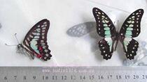 Butterfly language: Mulan Green Papilio True butterfly specimen about 6-7cm