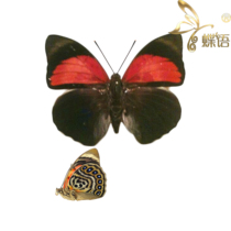 Butterfly Nymphalidae specimen Agrias claudina lugens rose color Wo Nymphalidae true butterfly specimens
