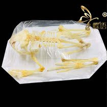 Butterfly Bone Specimen Limnonectes macrodon Big-headed frog