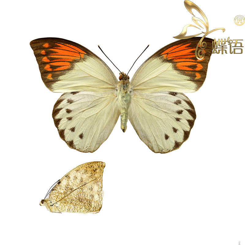 Butterfly language powder butterfly specimen Crane top powder butterfly aturia subspecies true butterfly specimen