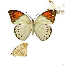 Butterfly vermicelli specimen Crane top Pieris aturia subspecies true butterfly specimen