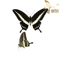Butterfly Papilio Specimens Papilio demolion demolion Golden Belly Butterfly Specimens