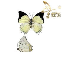 The specimen of Polyura delphis concha white double-tailed Nymphalidae true butterfly specimen
