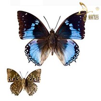Butterfly Butterfly Specimen Charaxes smaragdalis Emerald Claw Butterfly Specimen Butterfly Specimens Insects