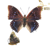 Butterfly Nymphalidae Standard This Charaxes mixtus Mixed Cecidae True Butterfly Specimens