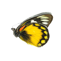Butterfly butterfly specimen Delias zebuda zebuda Zebu spotted Pieris true butterfly specimen