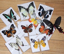 Butterfly language: 24 kinds of butterfly specimens true butterflies (Nymphalidae) have wings butterfly specimens decoration materials