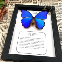 Butterfly language students popular science education framing big blue butterfly real insect butterfly specimen exhibition ornaments butterfly wall
