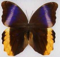 Butterfly black owl ring butterfly Caligo atreus atreus butterfly specimen decoration real butterfly