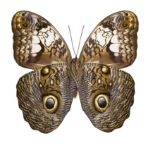 Butterfly butterfly specimen Caligo martia blue dress owl ring butterfly decorative painting butterfly wall customization