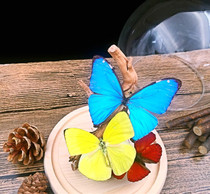 Butterfly: Butterfly Art Combination Home Dress Butterfly Specimen Butterfly Specimen All Imported High-end Gifts