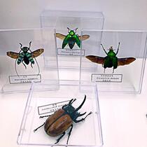 Butterfly language: Imported insect specimens Flower beetle family has spread its wings Crystal box 4000 kinds of true insect beetle specimens