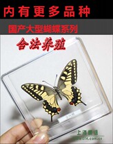 die yu: A domestic Papilionidae in section 24 really butterfly specimen collection decoration (transparent acrylic box)