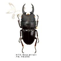 Butterfly: true insect specimen Jillian flat spade Dorcus ghilianii stag beetle
