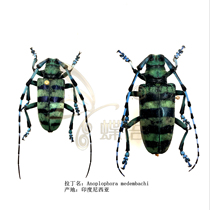 Butterfly: Anoplophora medembachi Meis star Aebulus specimen