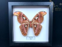 Butterfly language: Tallow large silkworm moth Snake head moth World Zui large moth True insect Butterfly specimen World famous insect