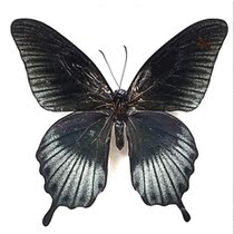 Butterfly South Asia Bimei Phoenix Butterfly Papilio Lowe zephyria Butterfly Specimen Custom Gift Decoration