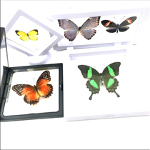 Butterfly language Butterfly specimen Transparent frame Student science and education cognitive specimen Butterfly