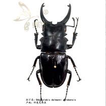 Butterfly stag armor specimen Dalman Ghost Yan spade-shaped Odontolabis dalmanni celebensis