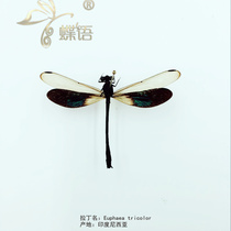 Butterfly language: insect specimen Euphaea tricolor tricolor Creek has spread wings