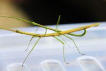 Butterfly language: live stick insects (live)Mimicry insects Pet insect science education