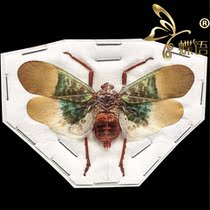 Scamandra selene true insect specimen of the butterfly cicada
