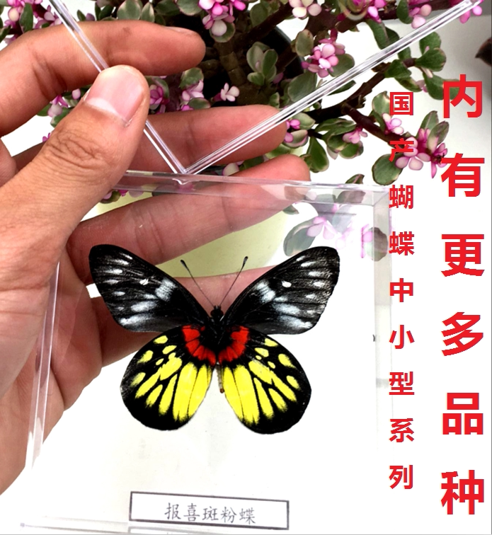 Butterfly language: Grade A 10 kinds of domestic butterfly specimens of the Pink butterfly family True butterfly (winged transparent boxed specimens)