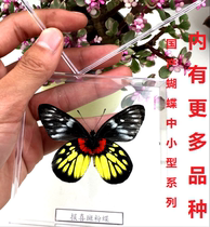 Butterfly language: A- level 10 species of domestic butterfly specimens of the family Pteridaceae butterfly (transparent box specimen with spread wings)