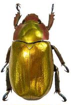 Butterfly: Golden Gem Golden Tortoise Golden Type True Insect Specimen Plusiotis aurigans